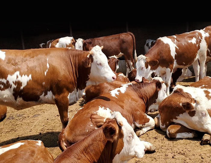 提高肉牛养殖效益的重要措施
